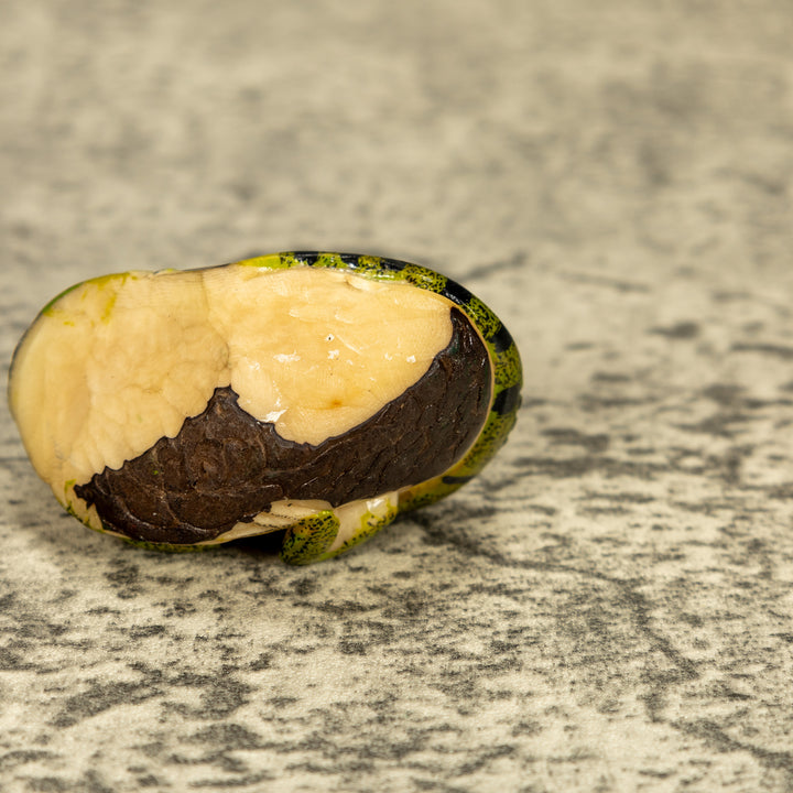 Green Iguana Lizard Tagua Nut Carving