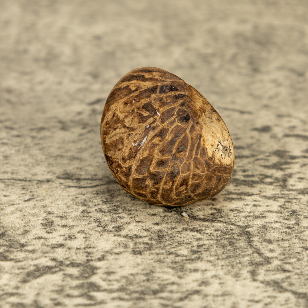 Green Iguana Lizard Tagua Nut Carving
