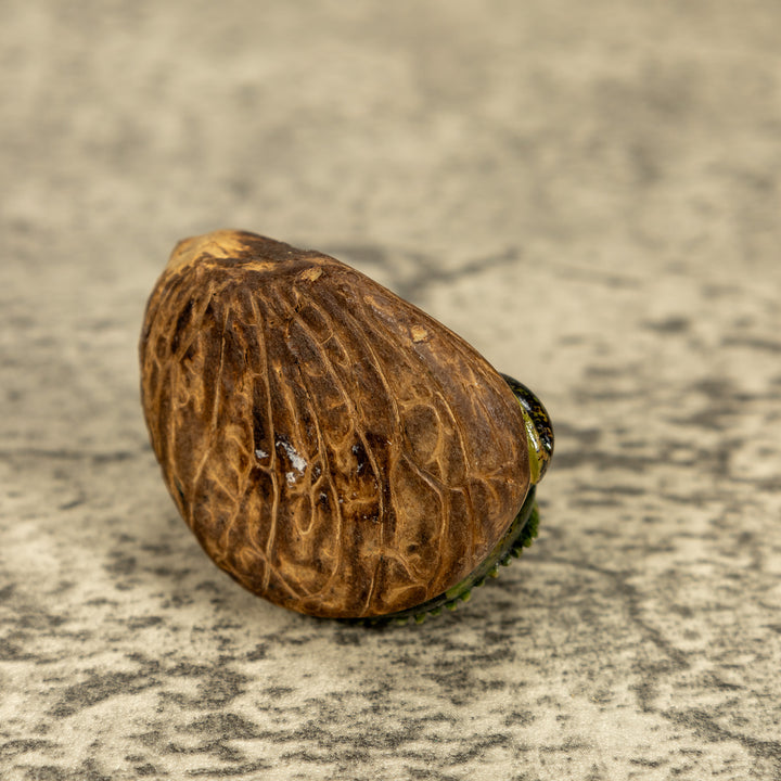 Green Iguana Lizard Tagua Nut Carving