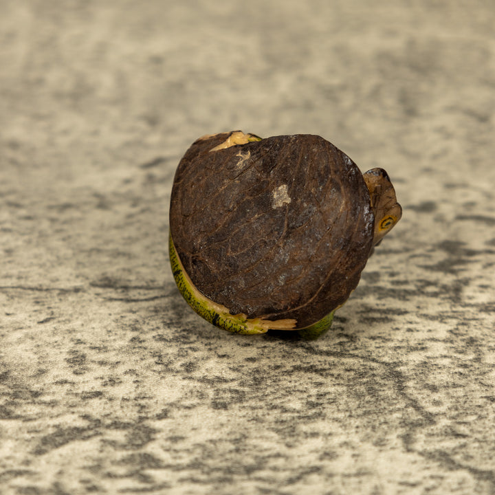 Green Iguana Lizard Tagua Nut Carving