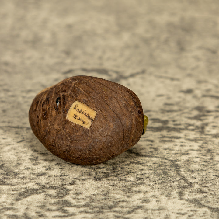 Green Iguana Lizard Tagua Nut Carving