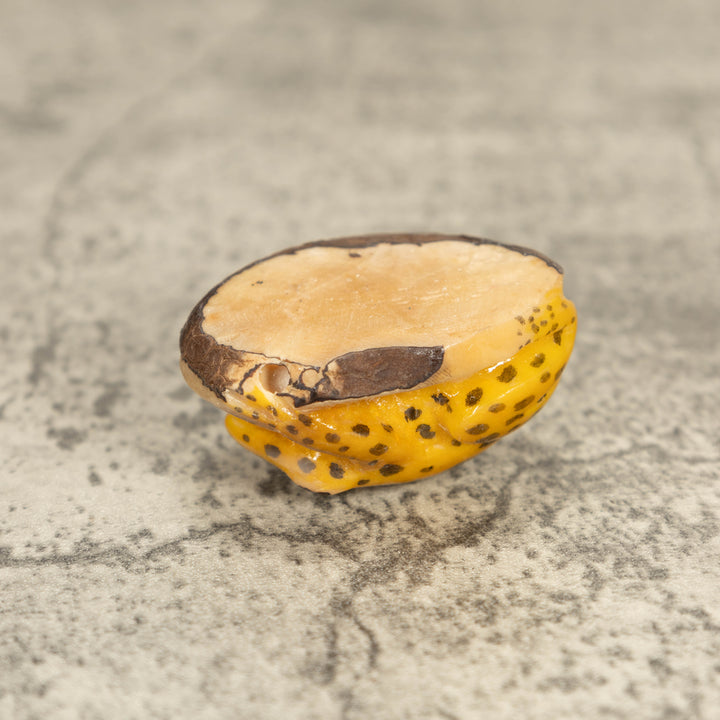 Vintage Toad Frog Tagua Nut Carving