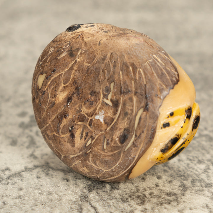 Vintage Frog Tagua Nut Carving