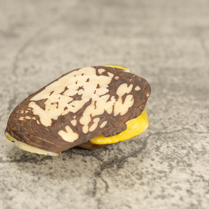 Sea Turtle Tagua Nut Carving