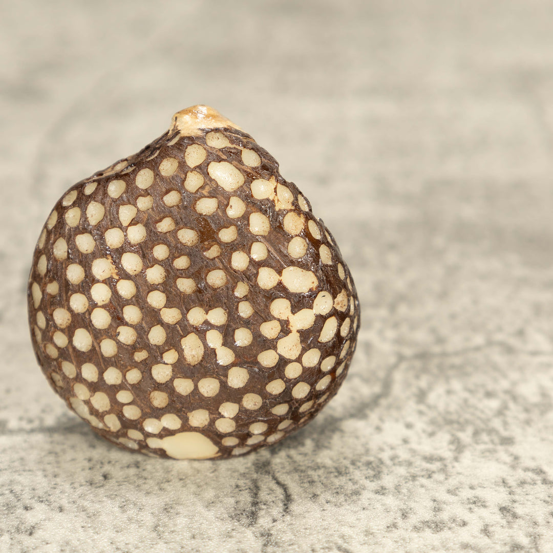 Bengal Tiger Cat Tagua Nut Carving