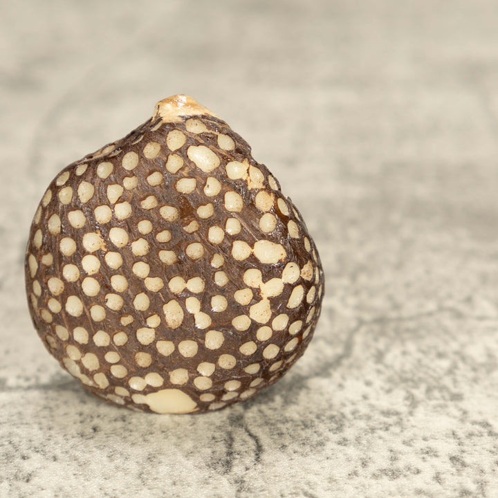 Bengal Tiger Cat Tagua Nut Carving