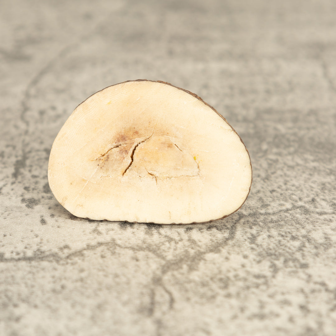 Vintage Poison Dart Tagua Nut Carving