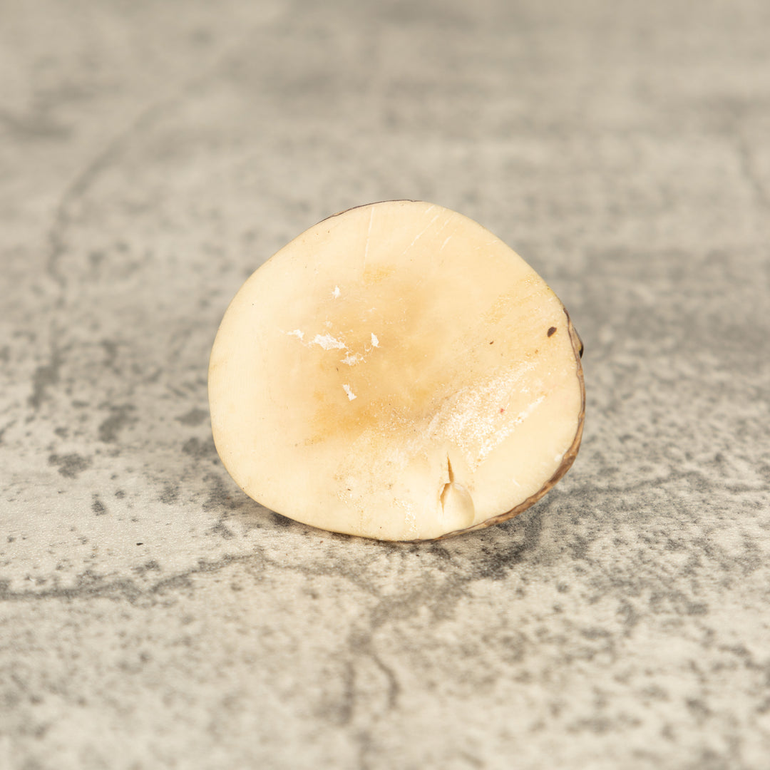 Vintage Poison Dart Tagua Nut Carving