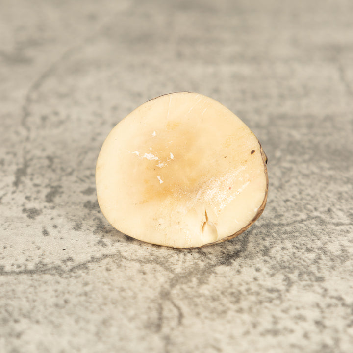 Vintage Poison Dart Tagua Nut Carving