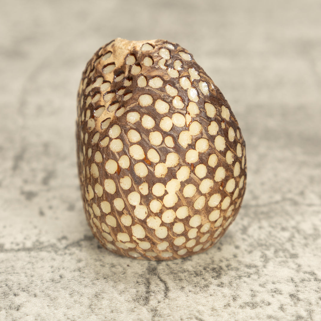 Bengal Tiger Cat Tagua Nut Carving