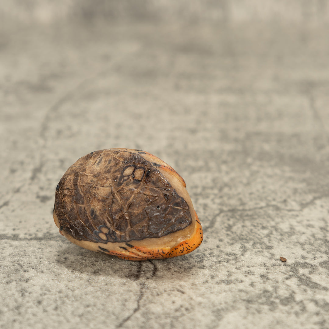 Poison Dart Frog Tagua Nut Carving