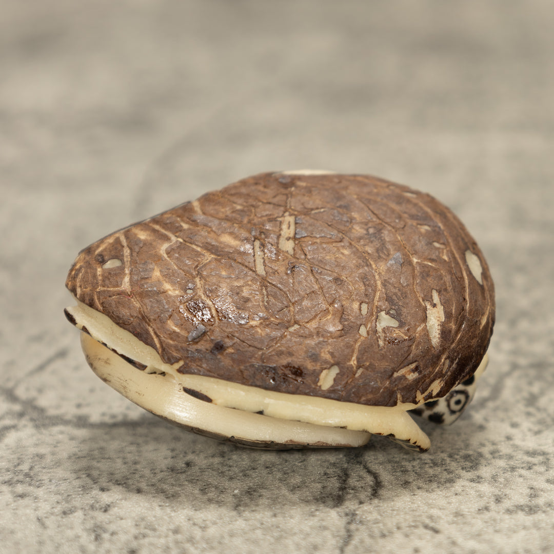 Sea Turtle Tagua Nut Carving