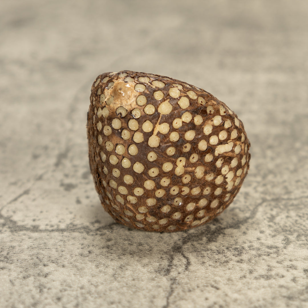 Bengal Tiger Cat Tagua Nut Carving