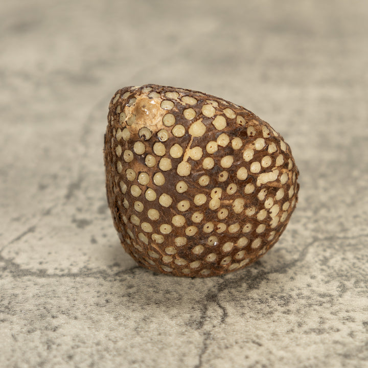 Bengal Tiger Cat Tagua Nut Carving