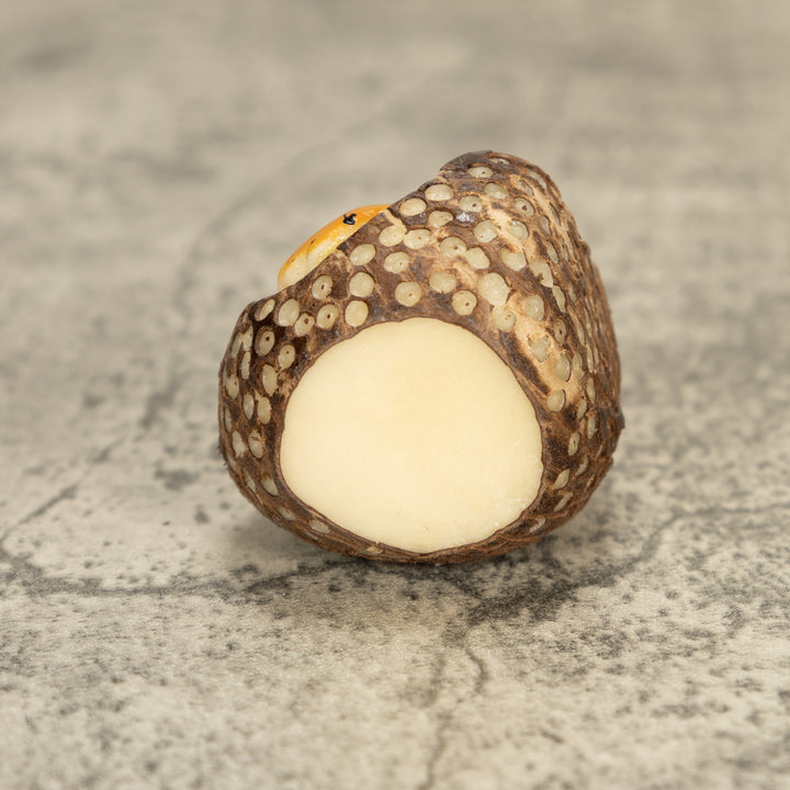 Bengal Tiger Cat Tagua Nut Carving