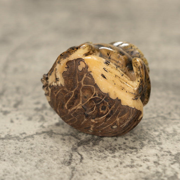 Jesus Lizard Tagua Nut Carving
