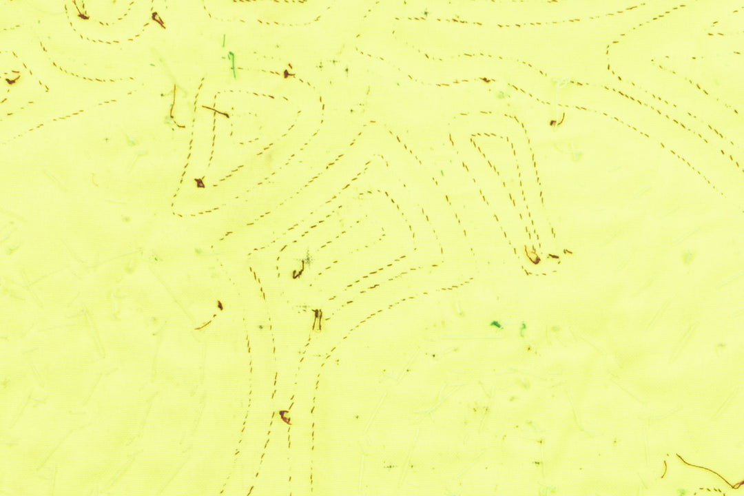 Fruit of the Vine Mola