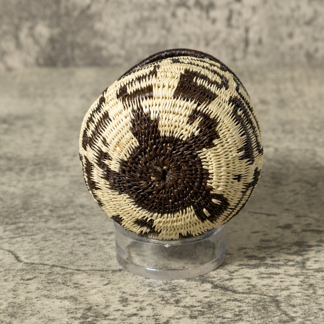 Black And White Turtle Shock Rainforest Basket