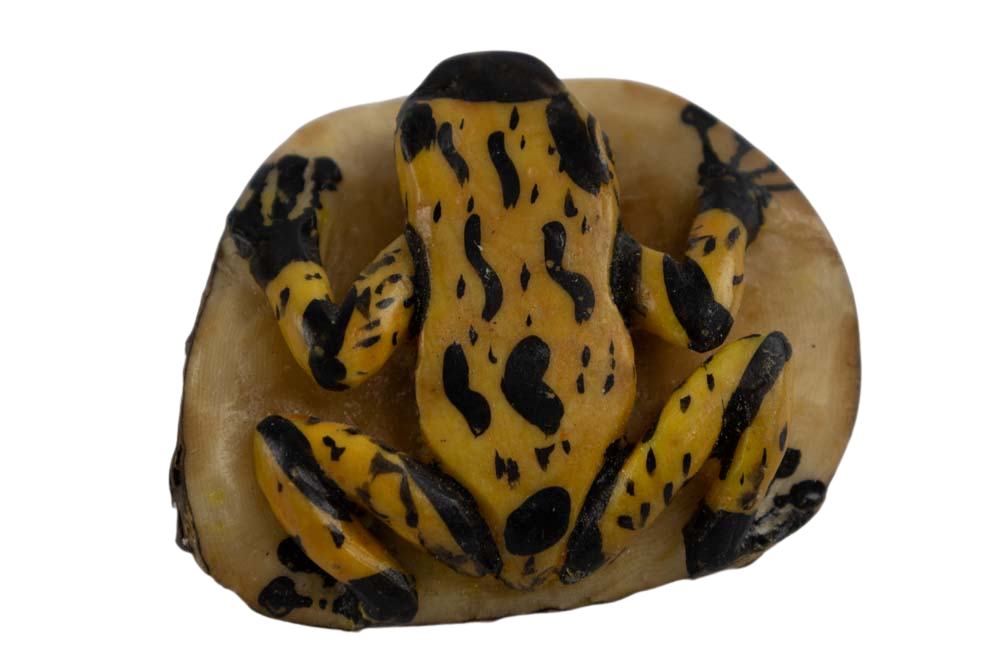 Wounaan Indian Poison Dart Frog Tagua Nut Carving