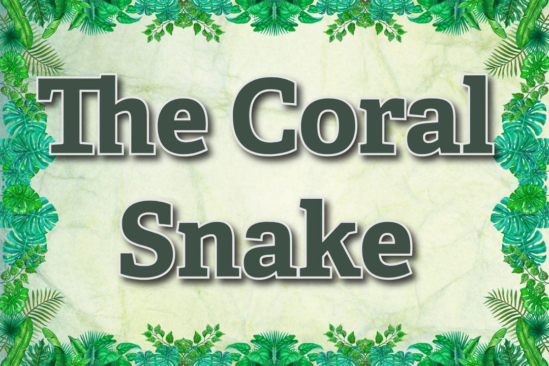 The Coral Snake: Unforgettable Lessons From a Darien Clinic Scare
