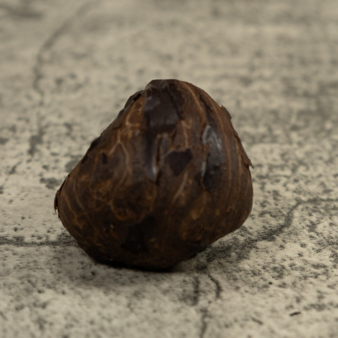 Blue Poison Dart Frog Tagua Carving