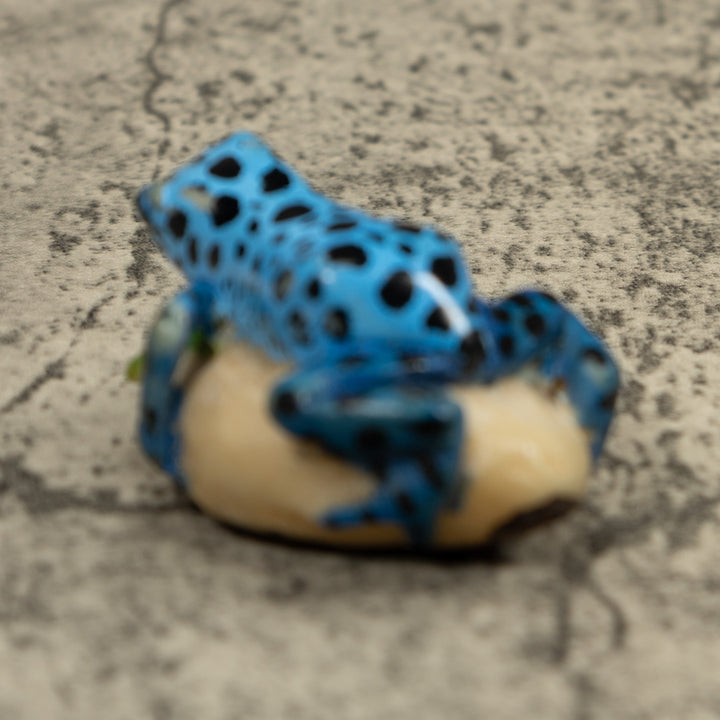Black And Blue Frog Tagua Carving