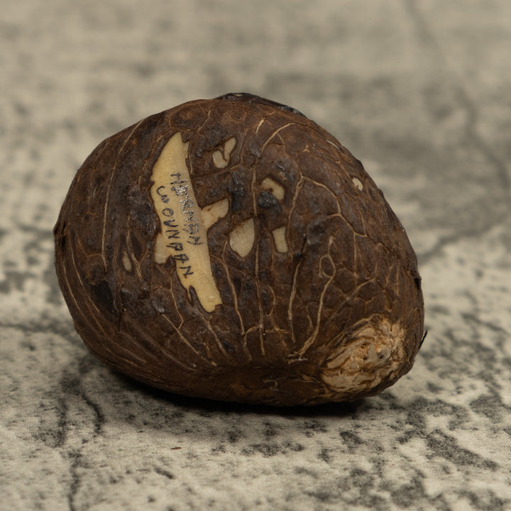 Blue Black And yellow Poison Dart Frog Tagua Carving