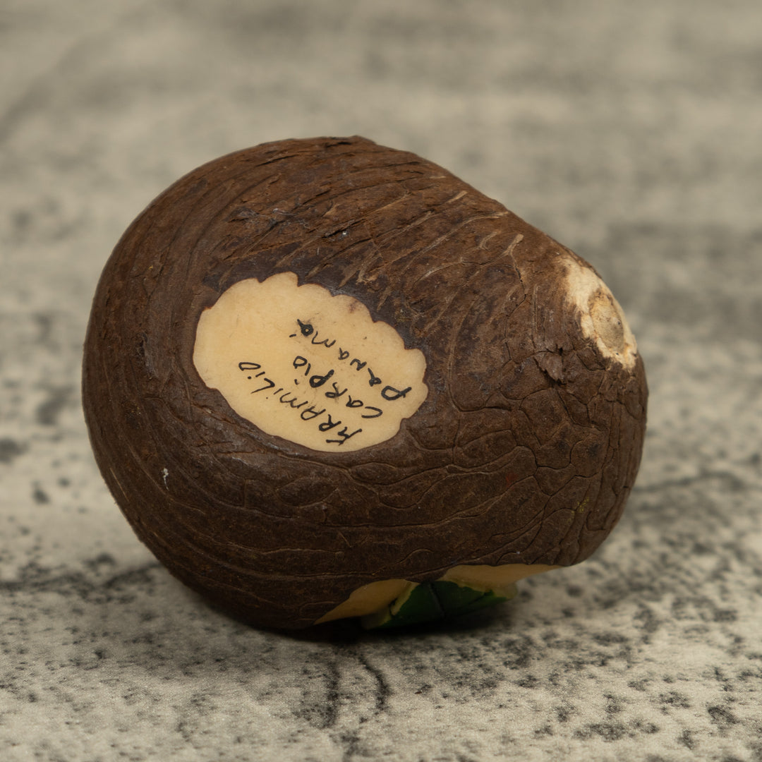 Blue Poison Dart Frog Tagua Carving