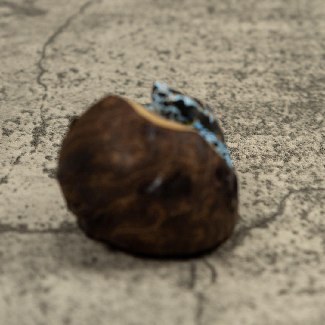 Blue Poison Dart Frog Tagua Carving