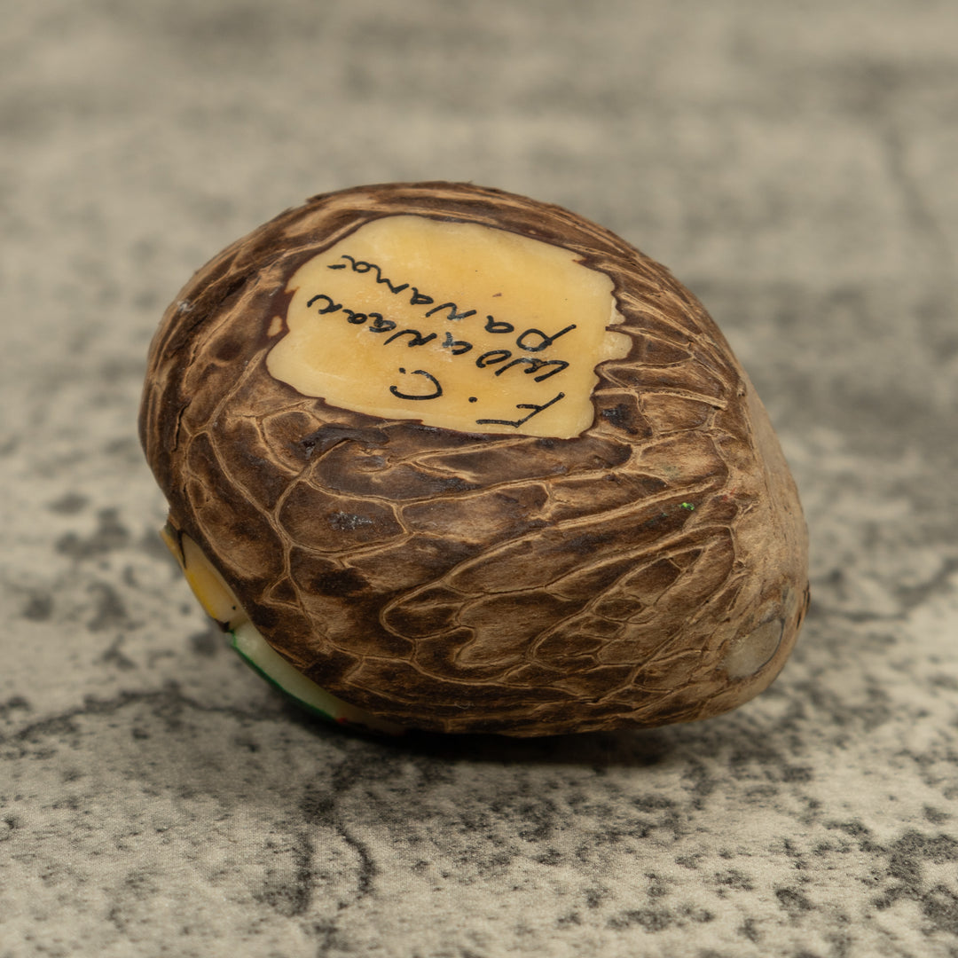 Brown And White Frog Tagua Carving