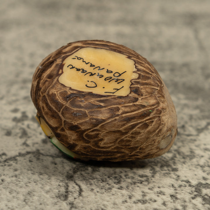 Brown And White Frog Tagua Carving