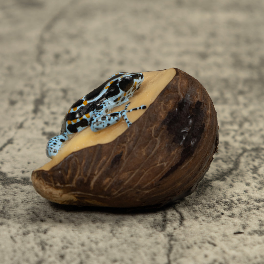 Blue Poison Dart Frog Tagua Carving