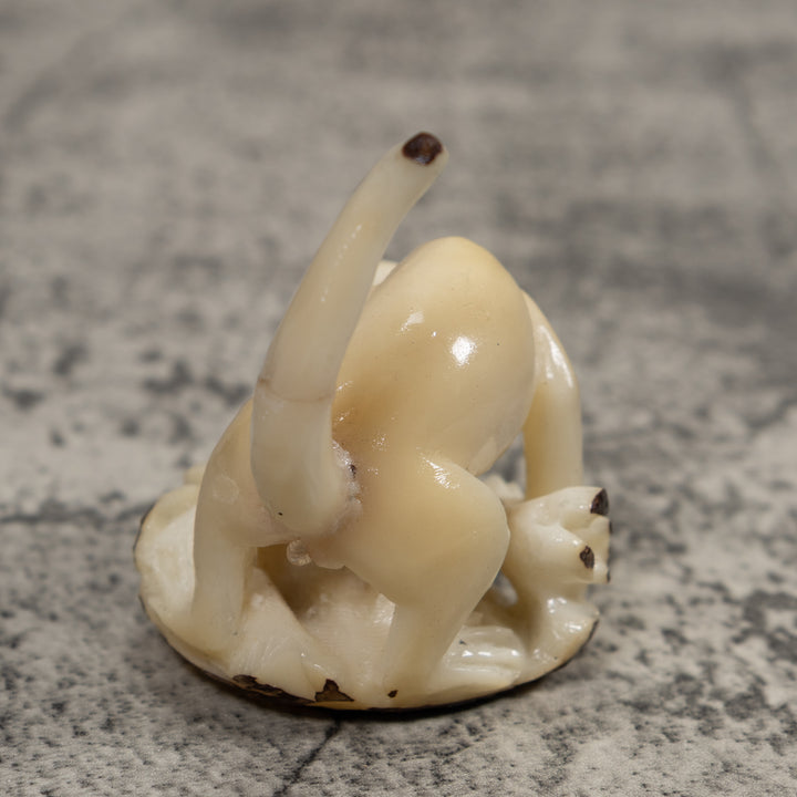 White Natural Coatimundi Eating Yucca Tagua Carving