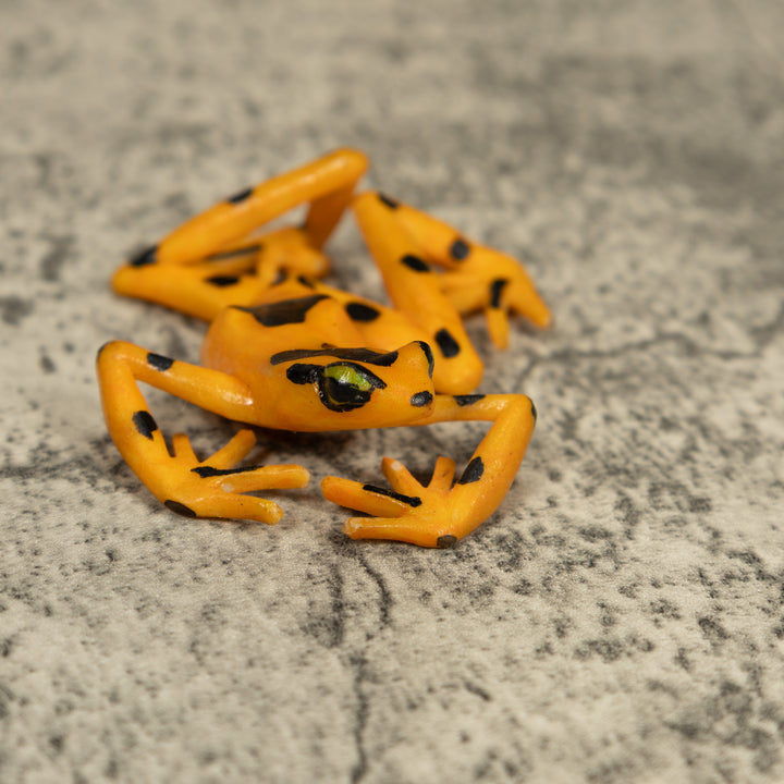 Free-Standing Golden Frog Tagua Carving