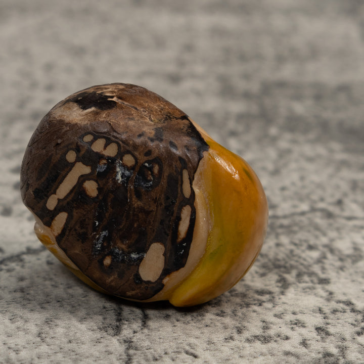 Gold And Black  Poison Dart Frog Tagua Carving