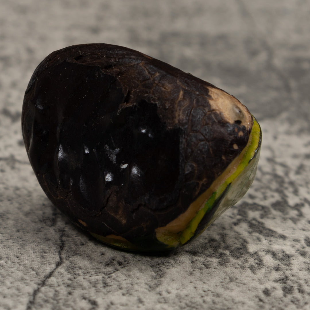 Caterpillar Tagua Carving