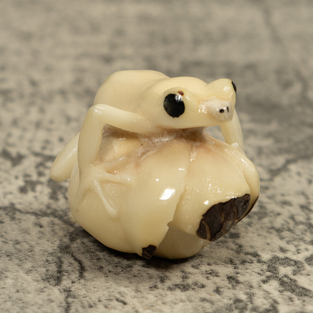 White Natural Frog Tagua Carving