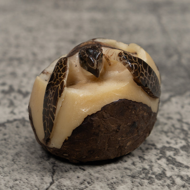 Sea Turtle Emerging From Egg Tagua Carving