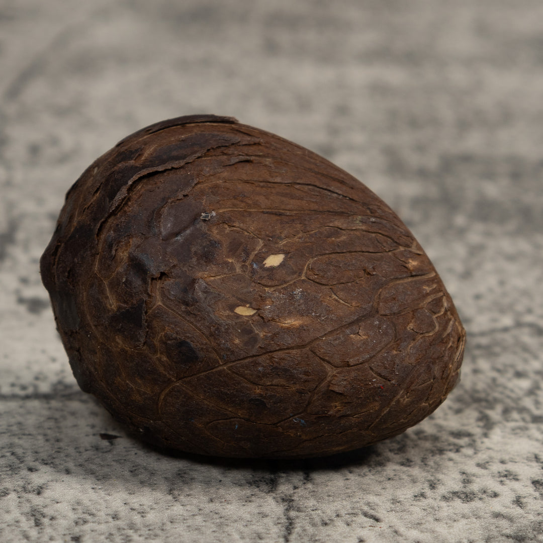 Gold And Black Poison Dart Frog Tagua Carving