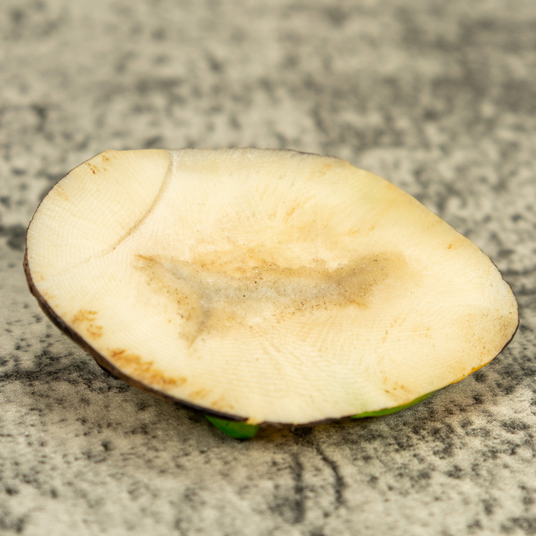 Red-Eye Tree Frog Tagua Carving