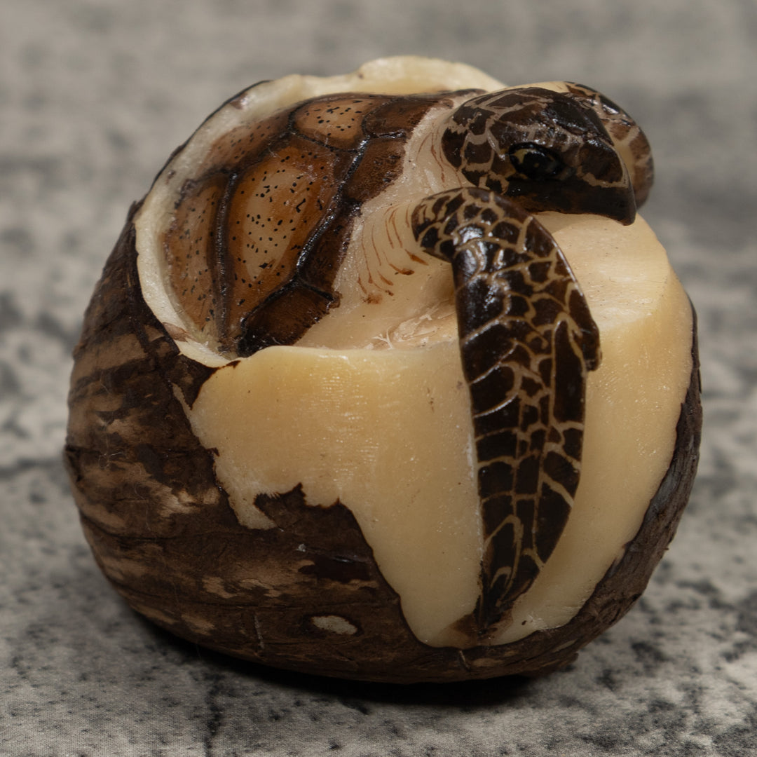 Sea Turtle Emerging From Egg Tagua Carving