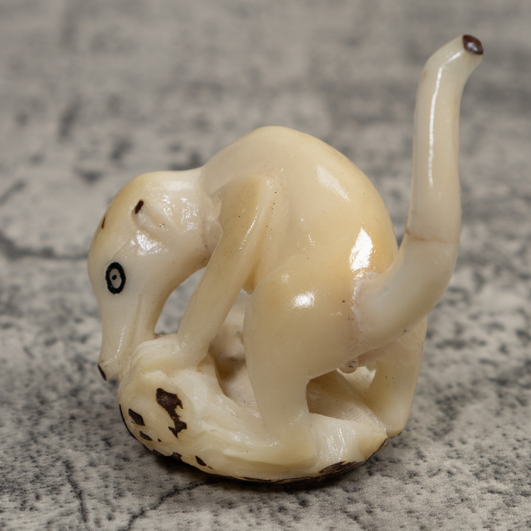 White Natural Coatimundi Eating Yucca Tagua Carving