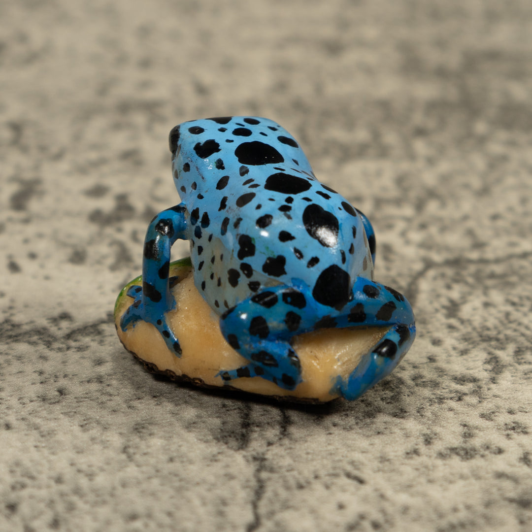 Poison Dart Blue Frog Tagua Carving