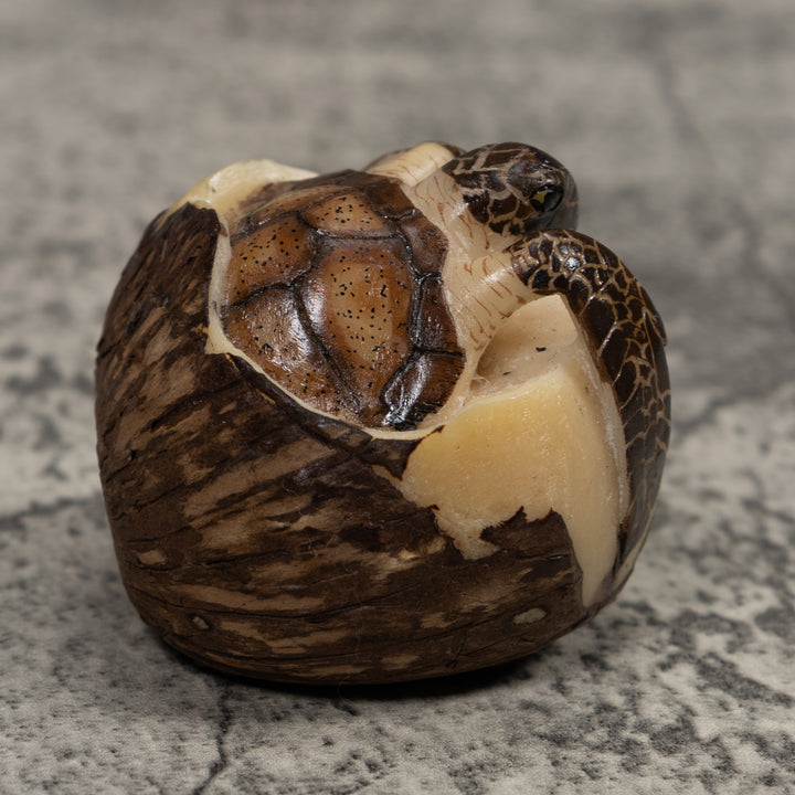 Sea Turtle Emerging From Egg Tagua Carving