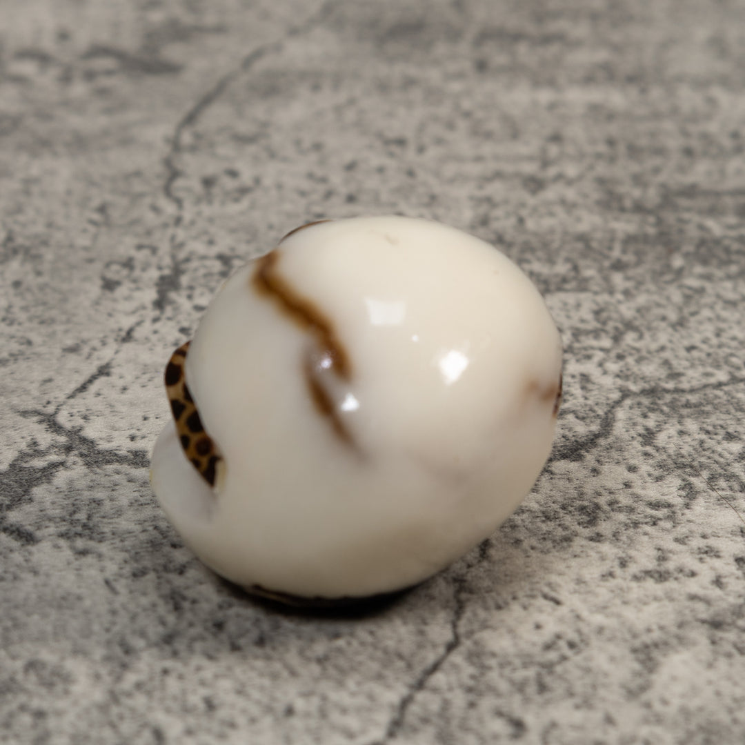 Sea Turtle With Egg Tagua Carving