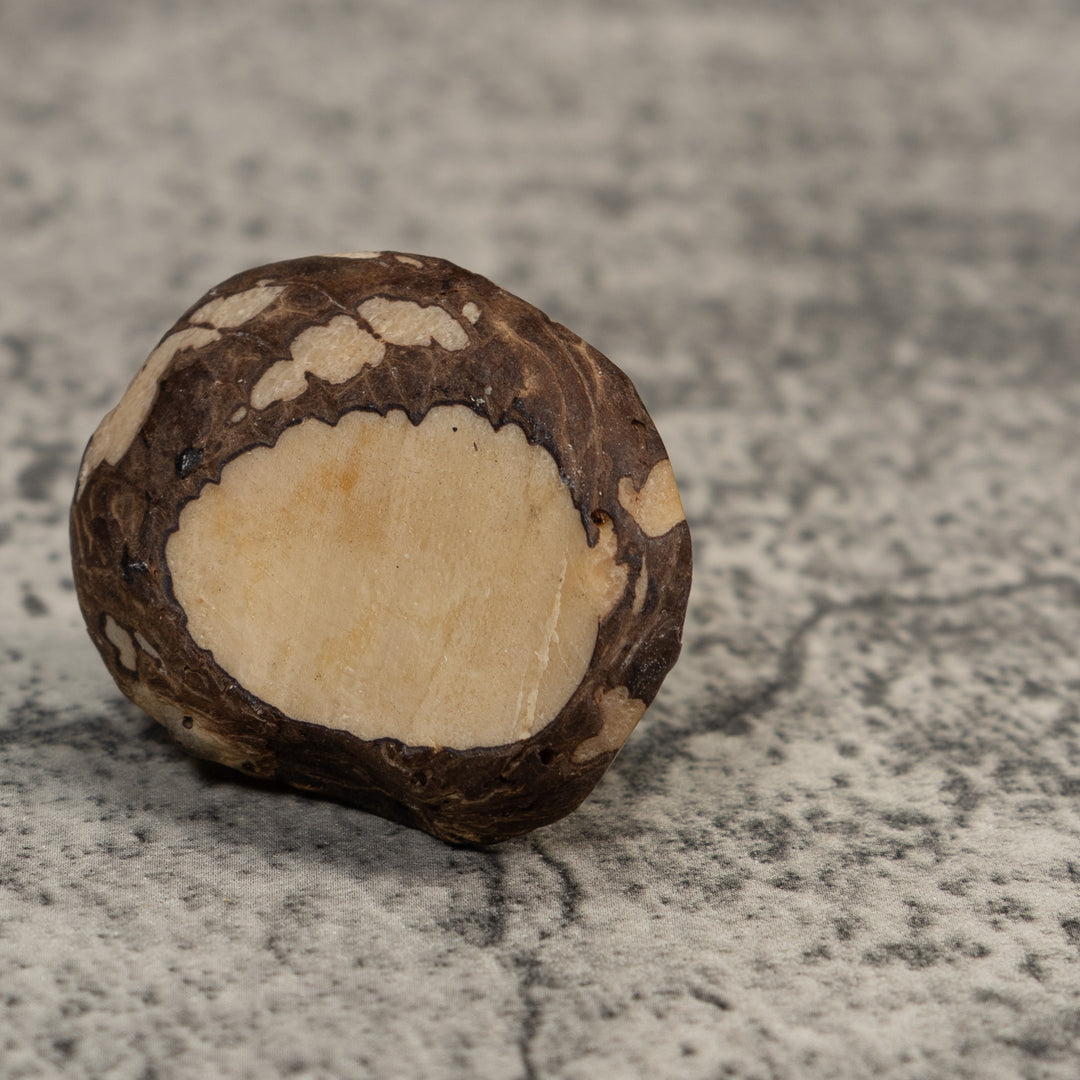 Green Gold And Black Poison Dart Frog Tagua Carving