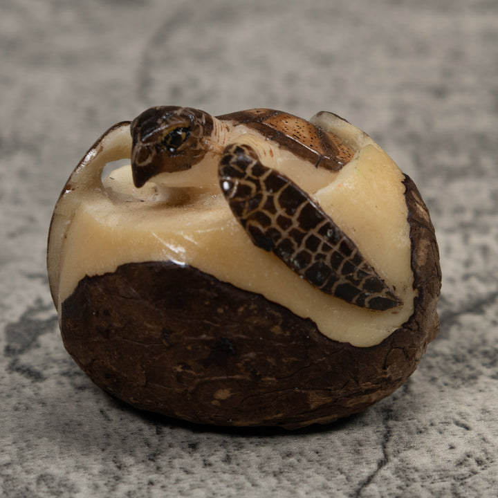 Sea Turtle Emerging From Egg Tagua Carving