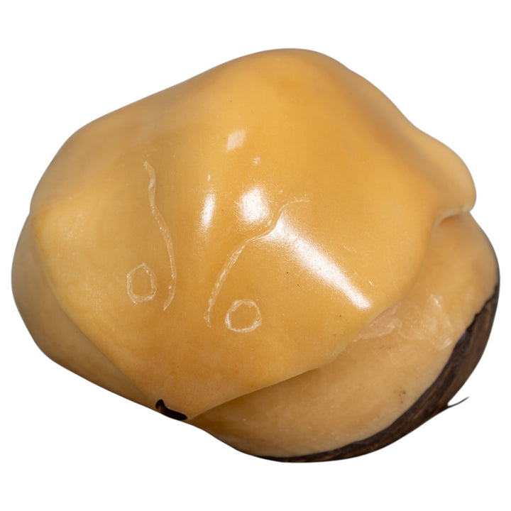 Natural White Sea Stingray Tagua Carving