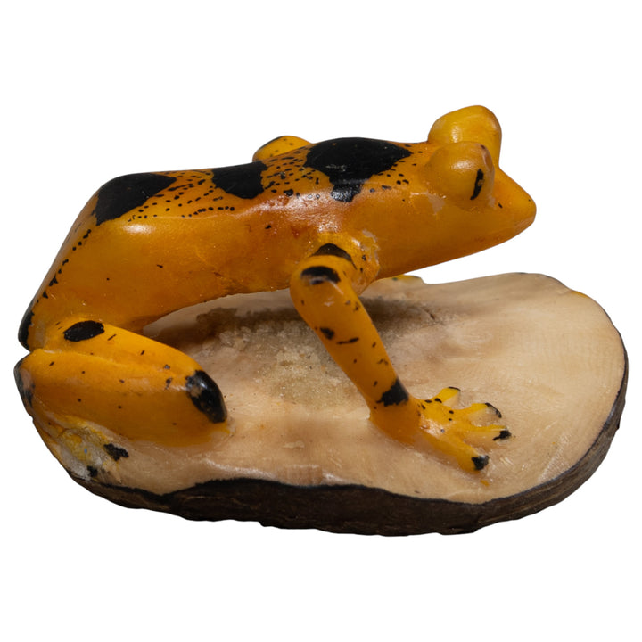 Vintage Gold And Black Frog Tagua Carving