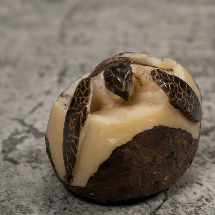 Sea Turtle Emerging From Egg Tagua Carving